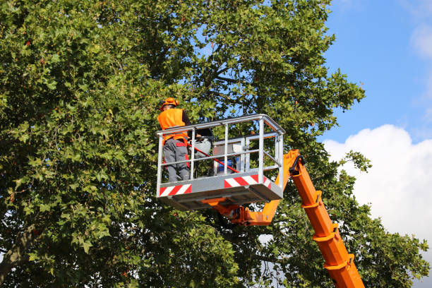 Why Choose Our Tree Removal Services in Lanse, MI?